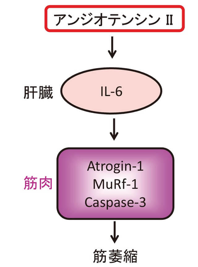 図3：アンジオテンシンIIがIL-6を増加し、筋肉の萎縮を促進することを示す図。