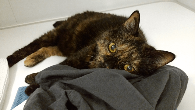 布を枕にして横たわっているサビ猫の写真