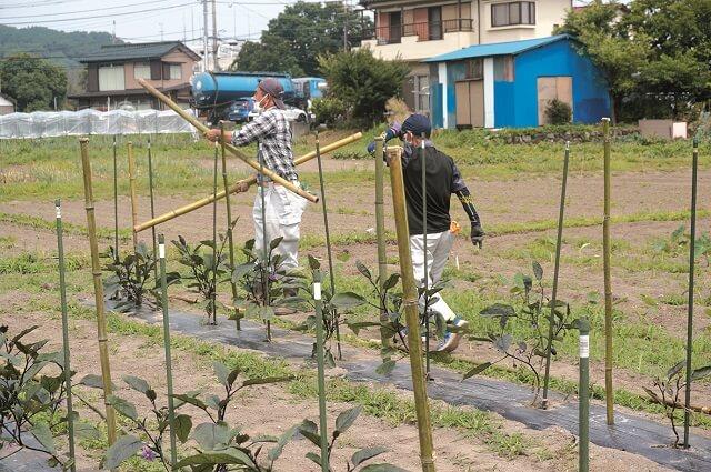 写真5：農園にて担当の岩月一誠さんと原口崇仁さんがナスの支柱立てを行う様子を表す写真。