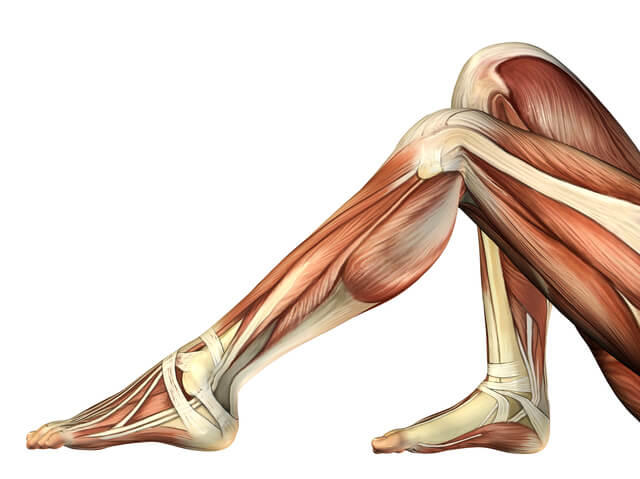 下肢筋肉を表す人体のイラスト。赤筋と白筋は、収縮速度の違いからそれぞれ遅筋と速筋として分類されることを示す。