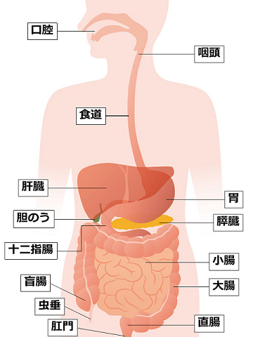 消化器を表すイラスト。消化器は口、のど、食道、胃、小腸、大腸、直腸、肛門の器官で構成されています。また、消化管の外側に位置している消化に関わる膵臓、肝臓、胆嚢も含まれます。