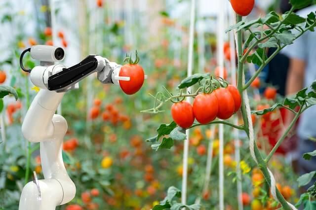 写真３：ロボットがトマトを収穫している写真