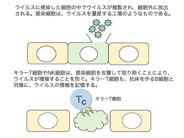 図3：ウイルスの感染後の増殖の仕組みとキラーT細胞の働きを表すイラスト