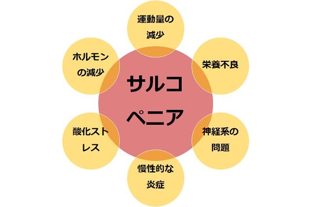 図1:サルコペニアを引き起こす様々な要因を表す図。