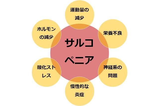 図1：サルコペニアを引き起こす様々な要因を表す図。