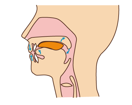 図2:口腔期の様子を示す図。舌を使って、食塊を咽頭(のど)へ送り込んでいるところを示す。