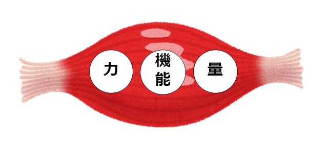 図3:筋力の3要素力、機能、量を表す図。