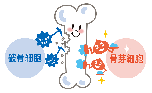 図:骨を形成する骨芽細胞を助け、骨を破壊する破骨細胞を抑える様子を表す。