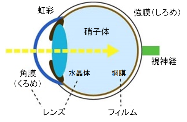 図:眼球の模式図。眼球は角膜(くろめ)・強膜(しろめ)・水晶体・虹彩(ちゃめ)・硝子体・網膜からなっている。