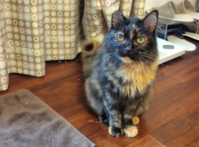 写真:目がきれいに映っている著者の愛猫、もふこの写真