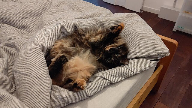写真2:筆者の飼い猫が家でくつろぐ様子を表す写真。