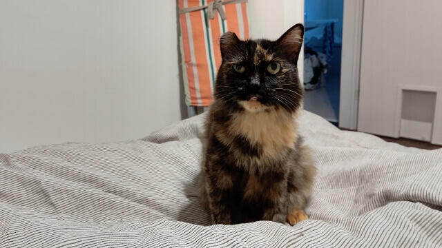 写真:著者のそばに来た愛猫を表す写真。