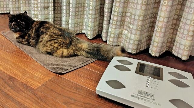 写真:著者の愛猫もふこと体重計の写真