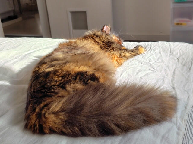 写真：書写の愛猫もふこがのんびり横たわっている写真