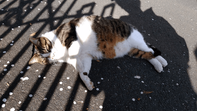 写真:訪問看護のルートにいる仲良くなった猫の写真。