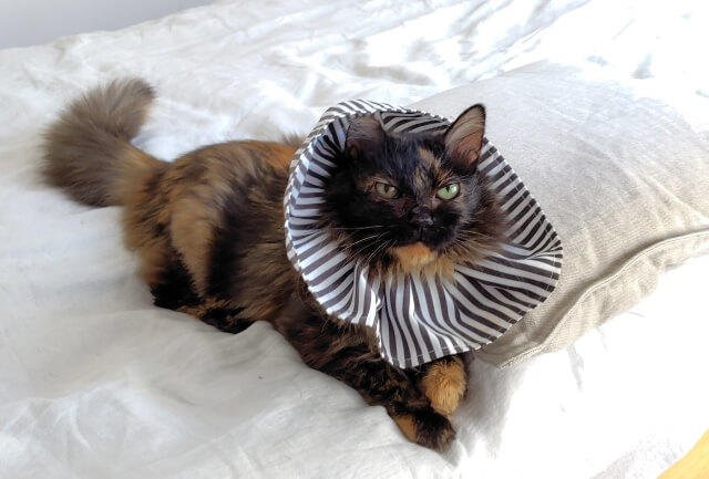 写真：ベッドの上で気持ちよさそうに横になっている著者の愛猫もふこの写真