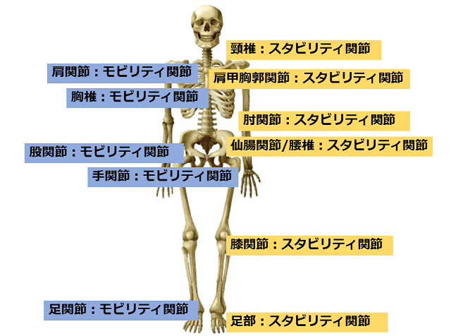 図1:モビリティ関節とスタビリティ関節を示す模式図