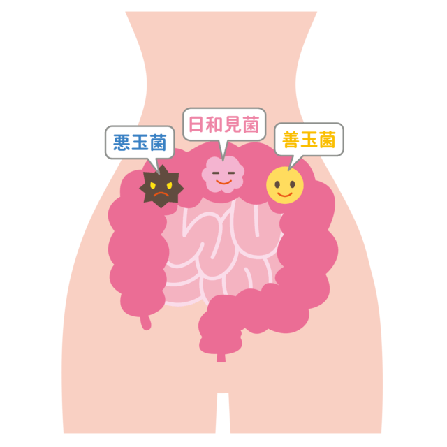 図1:腸内フローラは善玉菌・悪玉菌・日和見菌により形成されていることを示すイメージ図。