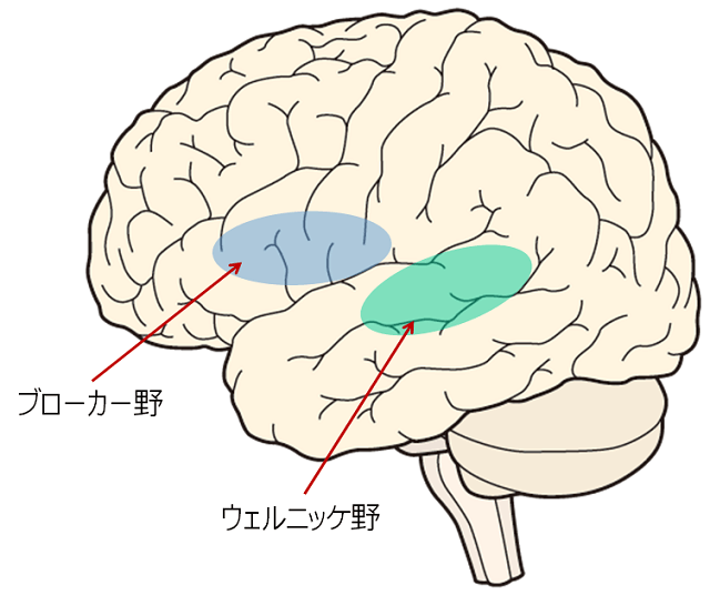 図1:脳の言語中枢のブローカー野とウェルニッケ野をしめす図
