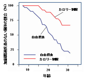 図1:カロリー制限群のサルは加齢関連疾患(がん・心血管疾患・糖代謝異常)にかかっていない割合が自由摂食群のサルよりも明らかに多いことをしめす図