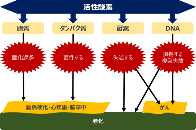 図:活性酸素の老化への影響を示す図。