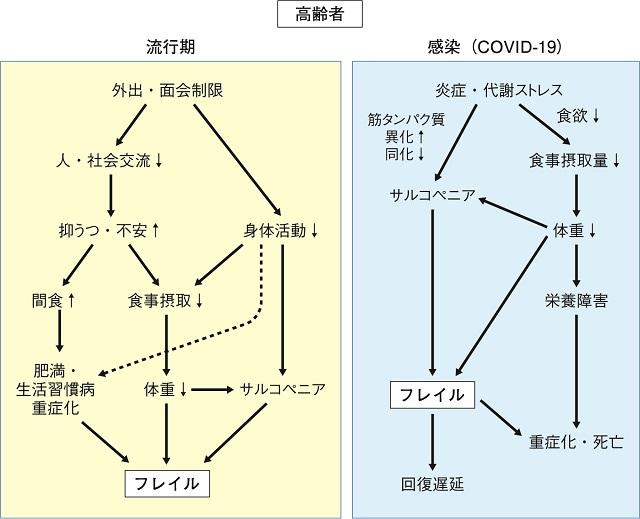 図:covid-19が引き起こす栄養障害を示す図。罹患した場合とその流行期における栄養を中心に考えた流れをあらわす。