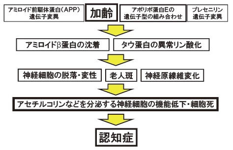 図1：APP遺伝子変異、加齢、アポリポ蛋白Eの遺伝子型の組み合わせ、プレセニリン遺伝子変異が原因となりアミロイドベータ蛋白の沈着、タウ蛋白の異常リン酸化が起こり、神経細胞の脱落・変性、老人斑、神経原線維変化からアセチルコリンなどを分泌する神経細胞の機能低下・細胞が死ぬことで認知症の症状が発現する流れを表した図