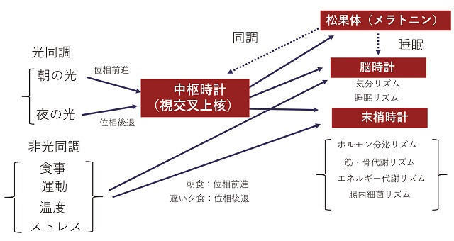 図1：体内時計の周期として代表的なサーカディアンリズムを示す図。