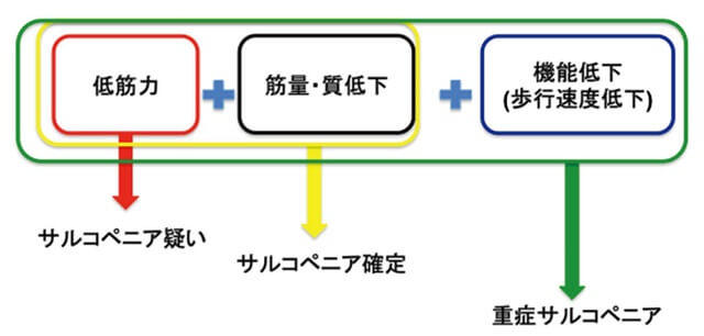 EWGSOP2 の新しい診断基準を図式化した図。低筋力に筋量・質の低下、歩行速度の低下がみられる場合を重症サルコペニアという。