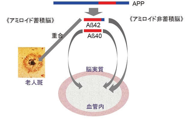 図2:アミロイドベータの脳内における産生から血管内への漏出をあらわす図