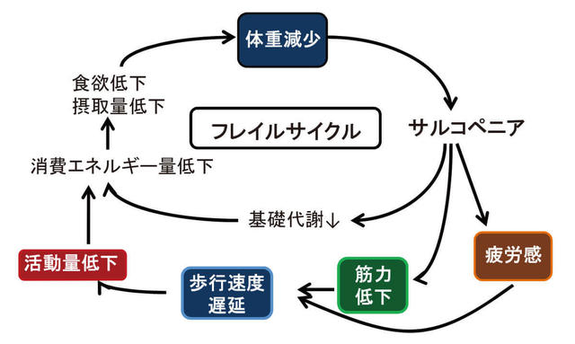 図3：Friedらが示すフレイルサイクルを示す図。