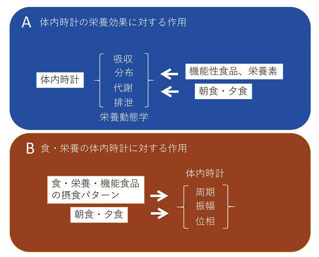 図3：食の体内時計に与える影響と、体内時計が食・栄養の効果に与える影響を示した図。