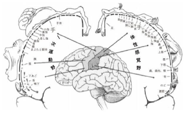 図1：大脳の運動野と感覚野と体の対応を図示したペンフィールドのホムンクルス。