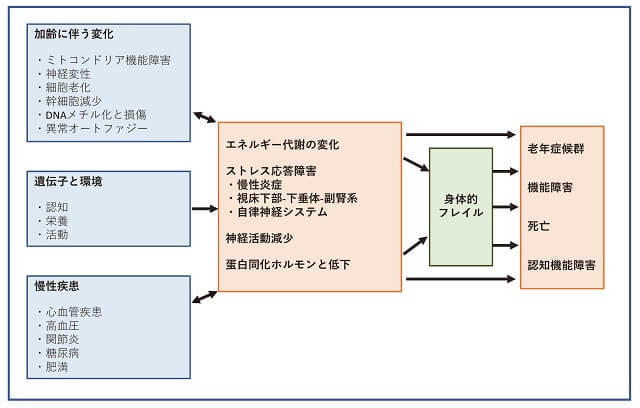 身体的フレイルの背景として様々な要因が相互に影響し合いながら最終的に老年症候群、機能障害、死亡リスク、認知機能障害に至ることを表した図