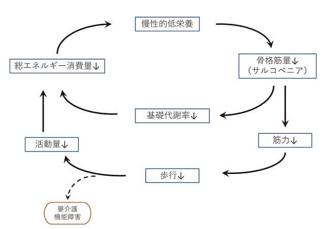 加齢や疾患などに伴い骨格筋量が減少することで筋力、基礎代謝量が低下、また歩行速度、活動量が低下することで総エネルギー消費量が低下し慢性的低栄養となり、益々骨格筋量が低下するといった悪循環を表した図