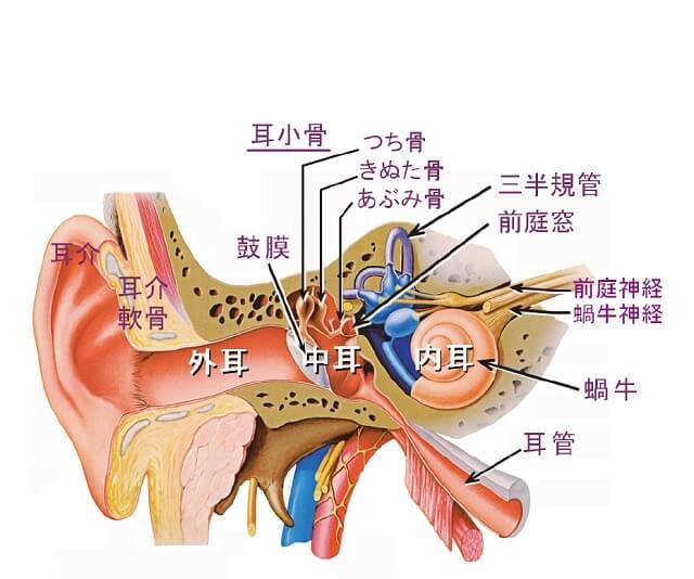 図1A：耳の構造を表す図。