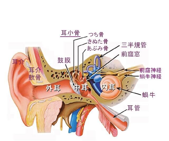 図1A:耳の構造を表す図。
