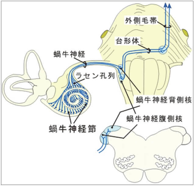 図1B:中枢聴覚路の仕組みを表す図。