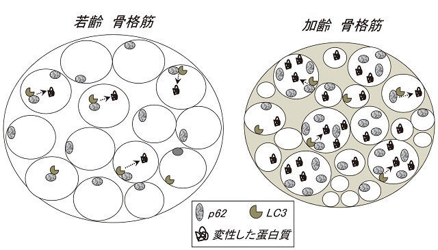 図1：加齢筋におけるオートファジー経路不全の様子を表す図。