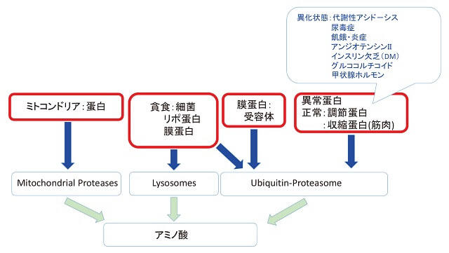 図1:タンパク分解系路を示す図。