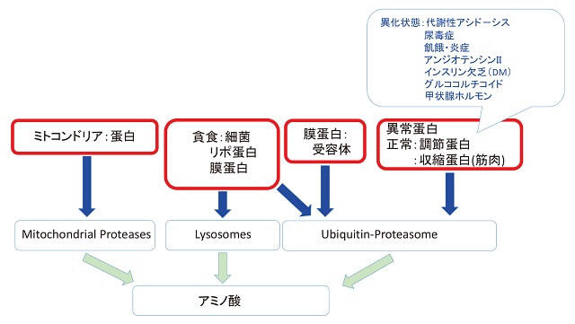 図1：タンパク分解系路を示す図。