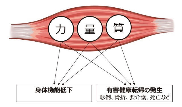 図1：骨格筋の状態を示す力・量・質の3指標を表す図。