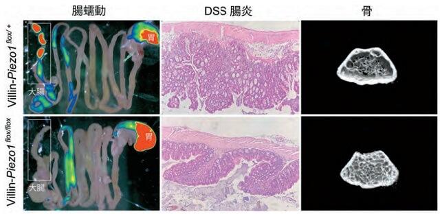 図1：腸管上皮特異的Piezo1欠損マウスの腸と骨の表現型を表す図。
