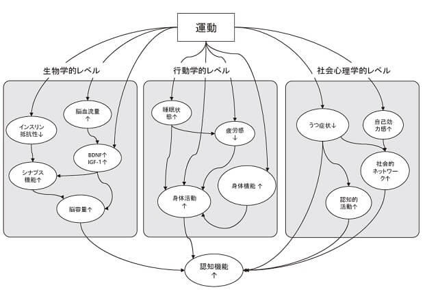 図2：運動による認知機能向上のメカニズムを示した図