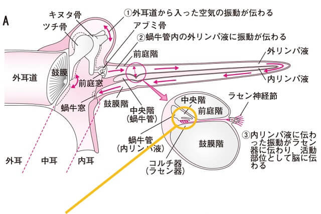 図2A:巻貝状の蝸牛を引き伸ばした断面図。
