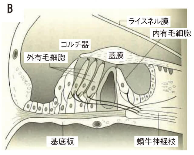 図2B:コルチ器の仕組みを表す図。