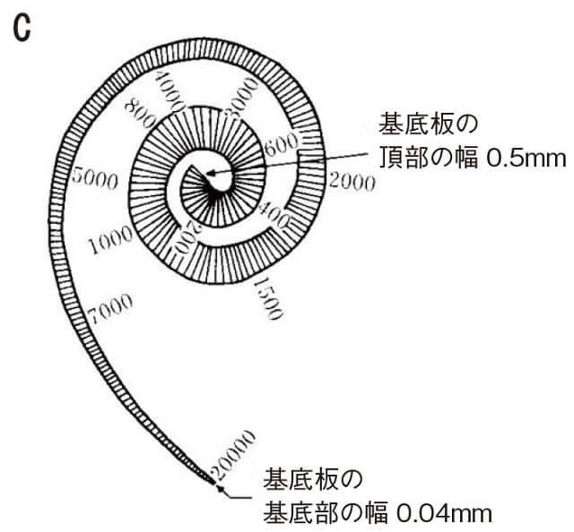 図2C：蝸牛の入り口周辺にある基底部と頂部での音の高低の識別を表す図。