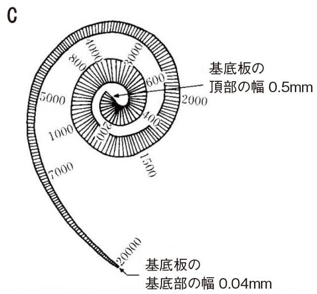 図2C:蝸牛の入り口周辺にある基底部と頂部での音の高低の識別を表す図。