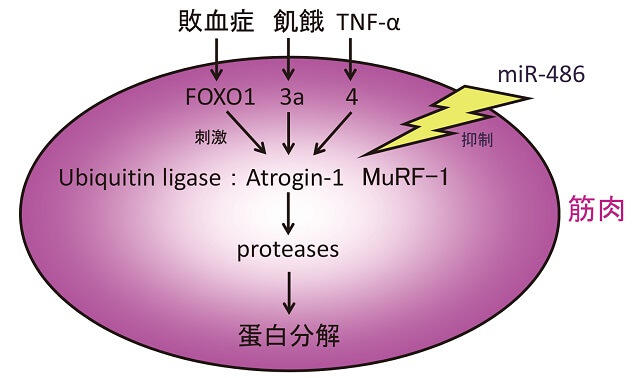 図2：筋肉分解の細胞内分子機序を表す図。