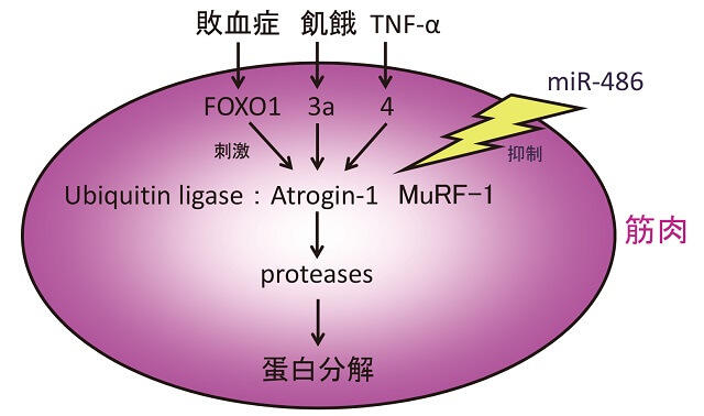 図2:筋肉分解の細胞内分子機序を表す図。